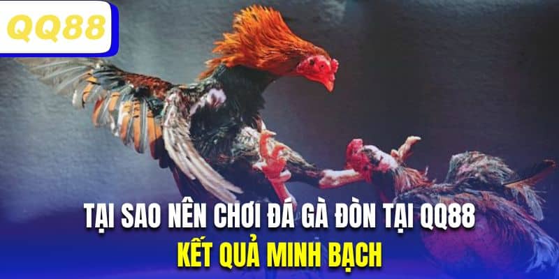 Chọi kê đòn QQ88 luôn công bố kết quả minh bạch