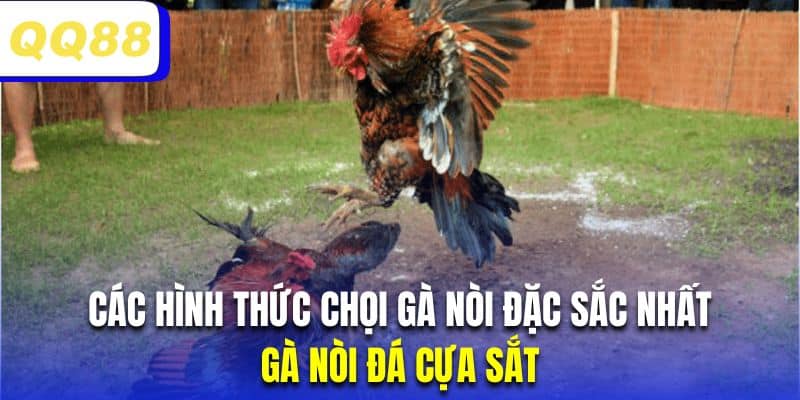 Chọi kê đòn cựa sắt gây sức hút với những màn tranh tài nảy lửa