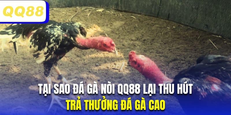 Chọi kê nòi tại QQ88 hội viên sẽ nhận được thưởng siêu cao