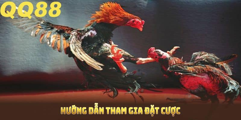 Hướng dẫn tham gia đặt cược sảnh đá gà QQ88 đơn giản