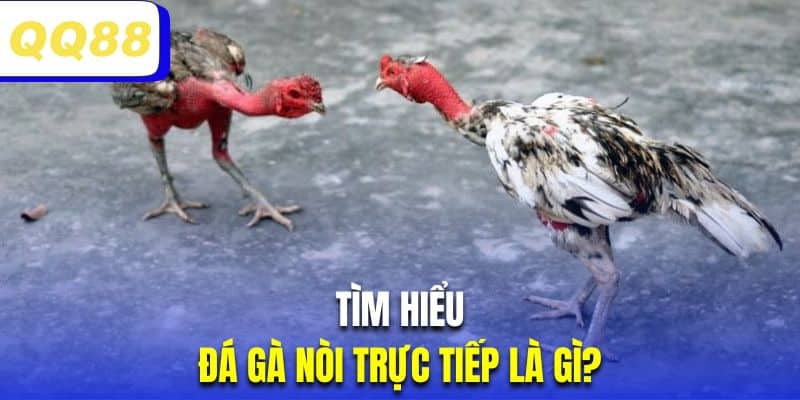 Tìm hiểu hình thức đá gà nòi truyền thống gay cấn