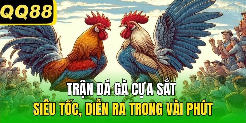 Trận đá gà cựa sắt siêu tốc, diễn ra trong vài phút